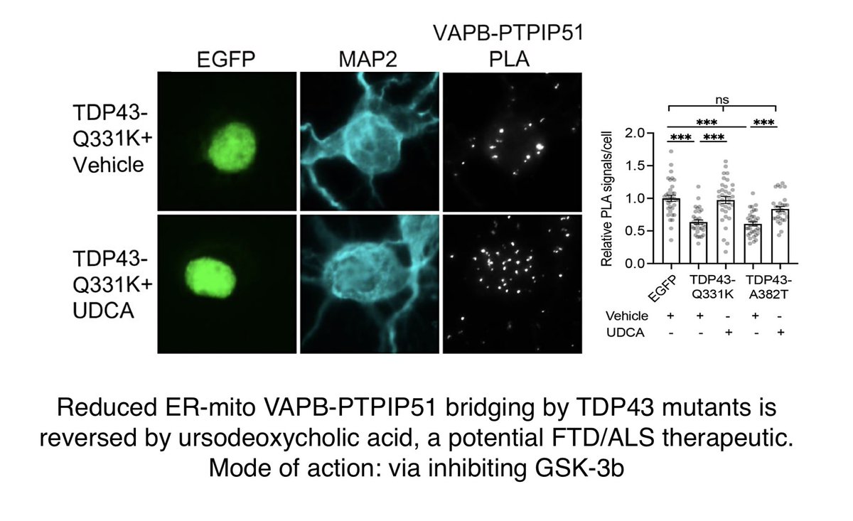 Chris Miller's team (King's, London 1st author @AndreaMarkovin1) show that Ca2+ & synaptic defects resulting from aberrant TDP43, as found in FTD/ALS, can be rescued by stimulating VAPB-PTPIP51 ER-mitochondria bridging complexes. e.g. by inhibiting GSK3b ncbi.nlm.nih.gov/pmc/articles/P…