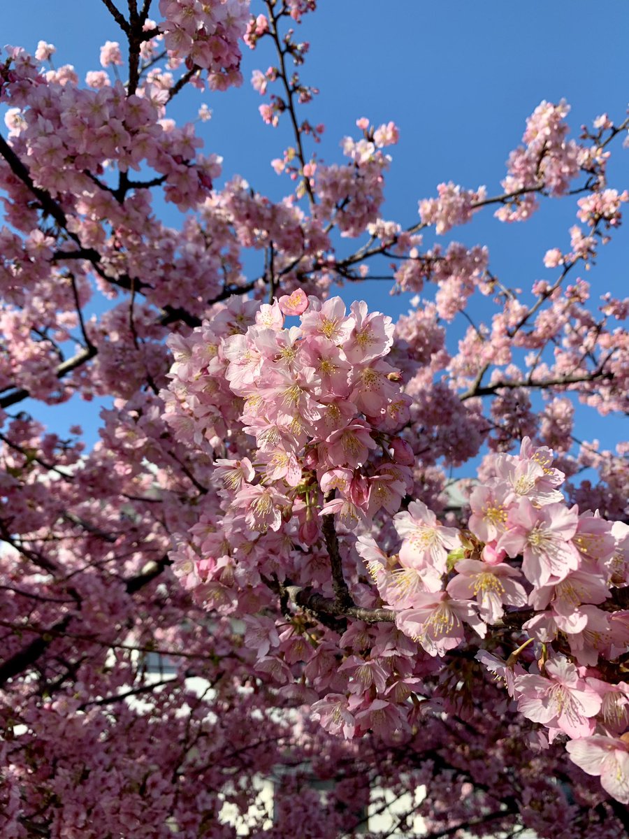 Auf meinem Nachhauseweg.🌸✨ #Japan #Tokyo #東京 #桜 #日本 #cherryblossom #河津さくら #河津桜