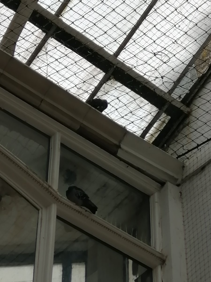 Trapped bird inside netting area (Brighton), rescuers are on their way. I am just posting this picture as yet another insane example of companies installing netting. #NettingKillsWildlife #Waronwildlife #Takeitdown