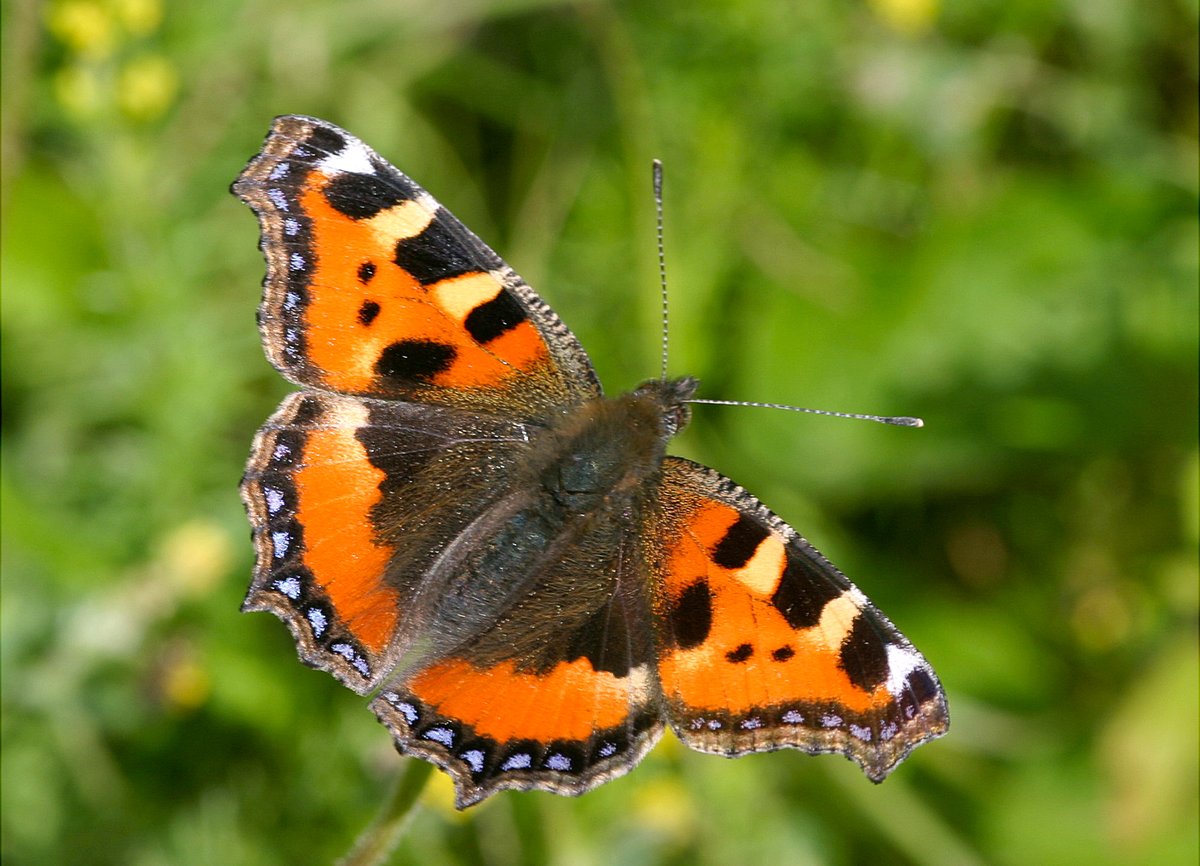 Bookings are open for the @savebutterflies UK Butterfly Recorders' Meeting. The programme is being finalised and will be published soon! In the meantime you can book your place here butterfly-conservation.org/butterflies/uk… image courtesy of Peter Eeles @ukbutterflies