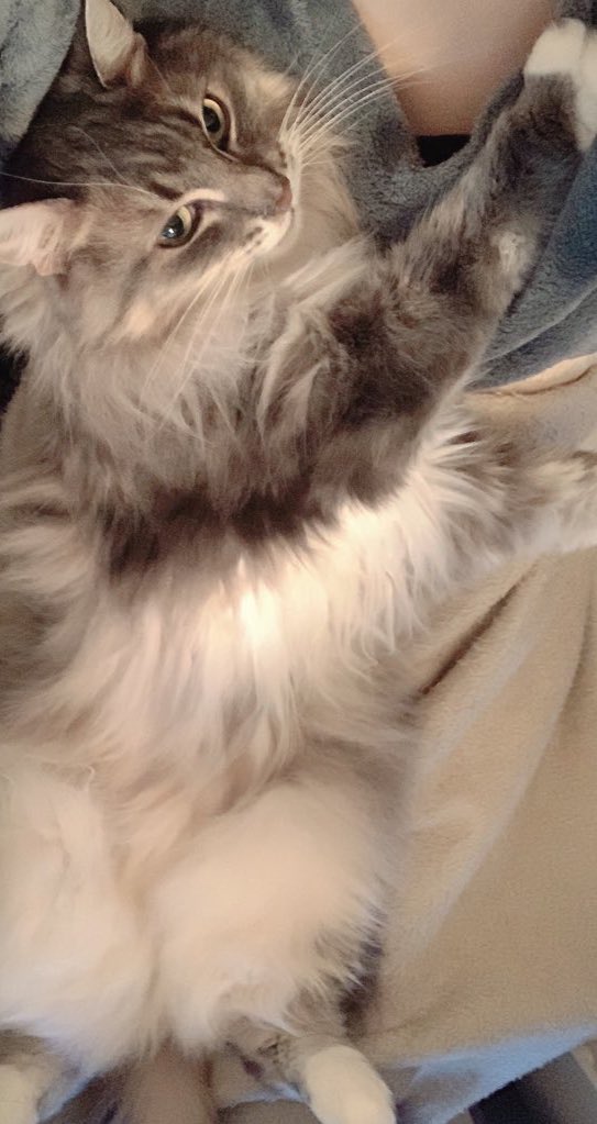 へばりつきねこ