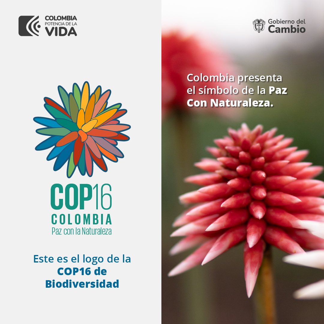 Una flor eterna 😱😍 ¿Sabías que la flor de inírida puede resistir a largas inundaciones y sequías?

¡Este es el símbolo de la resiliencia! Por eso esta flor es el logo de la #COP16Colombia y por lo tanto de la #PazConLaNaturaleza 🌎!