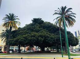janomanox's tweet photo. @jorgesolimano Este #Gomero, en Plaza Brasil d #Valparaiso tiene más de 100 años resistiendo los feroces vientos del puerto y sigue en pie.
@IquiqueDeTodos https://t.co/f4NRjgzrfb