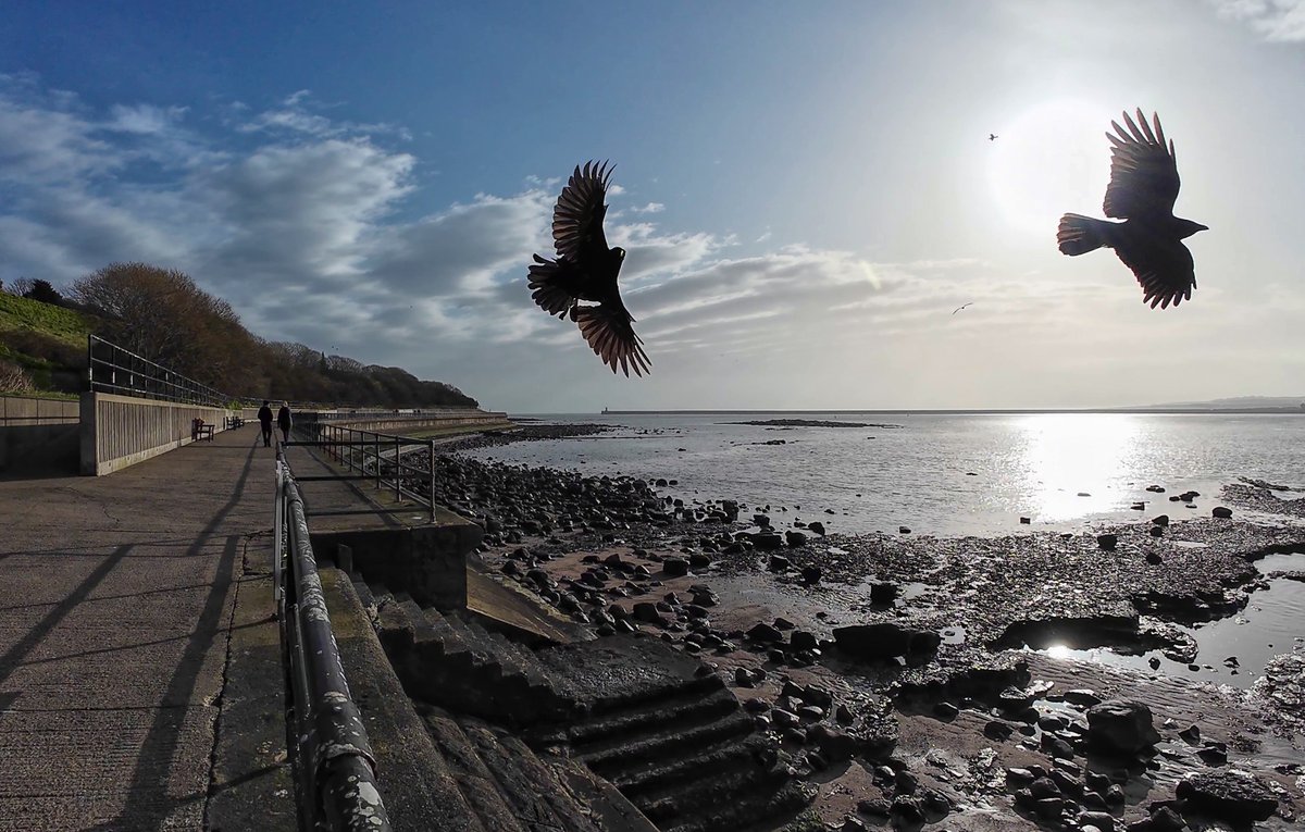Kamikaze crows at #NorthShields