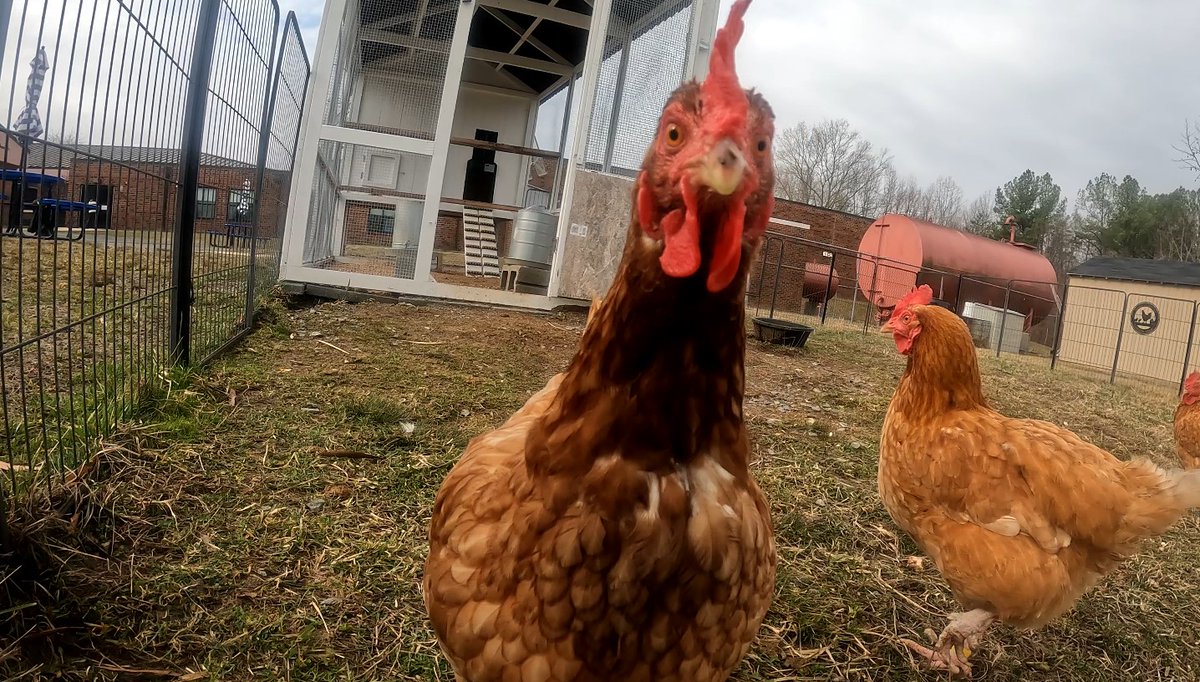 RobCardwellCBS6's tweet photo. Louisa County's Jessica Pittman has a farm in Montpelier, Virginia, but she likes to bring the farm to her students.
“I'm not an agriculture teacher, I'm a 2nd grade teacher who adds agriculture into my teaching."
@LCPSchools 
#chickens #agriculture #education #CBS6 https://t.co/hSa8U5j66j