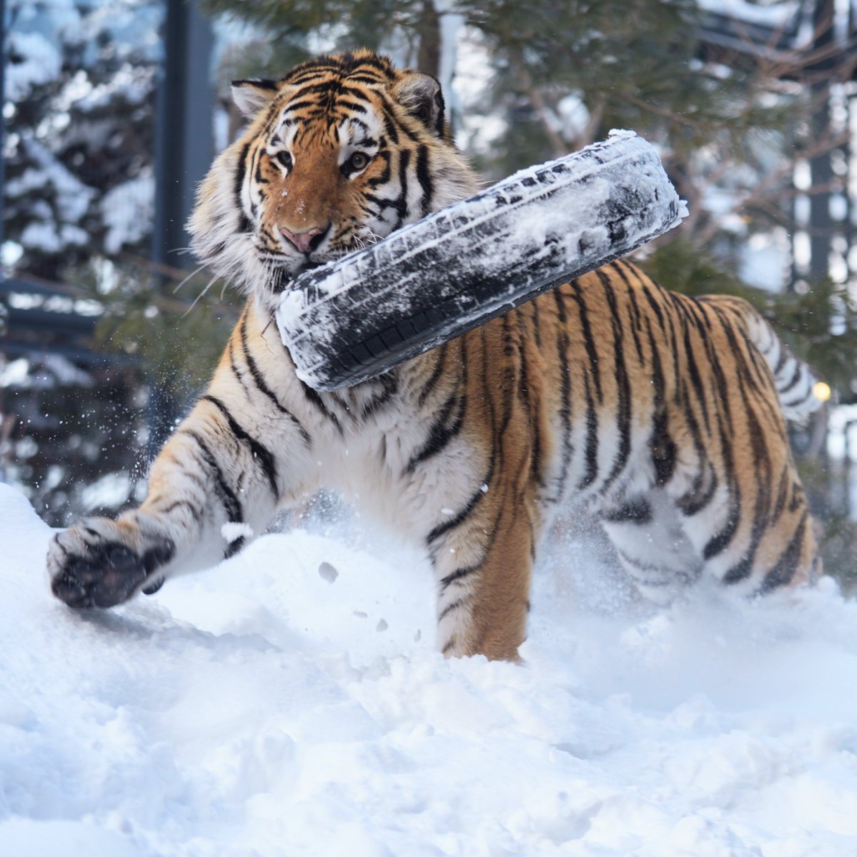 タイヤではしゃぐトート
#アムールトラ #円山動物園　
#amurtiger #トート