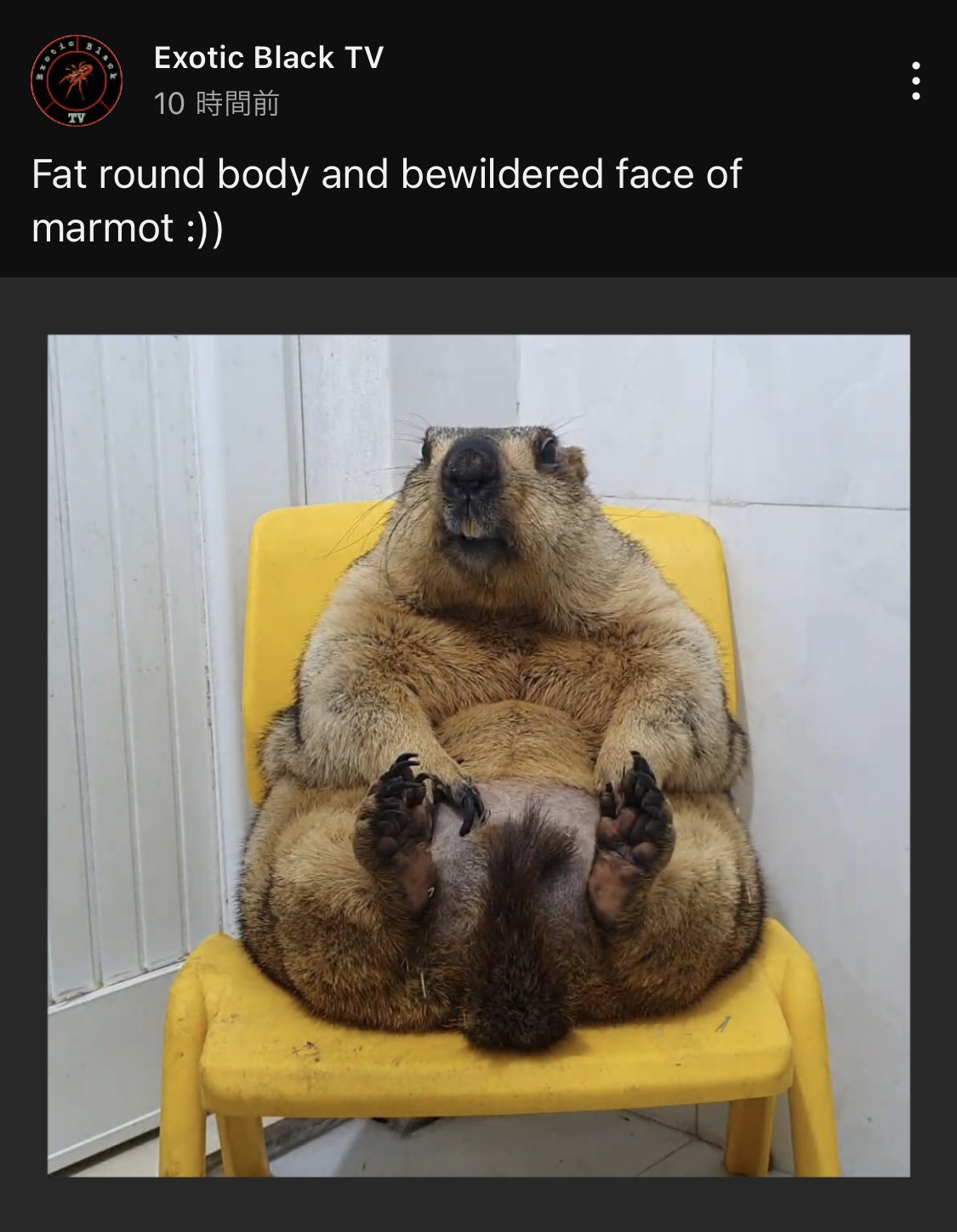 マーモット中毒 on X: 