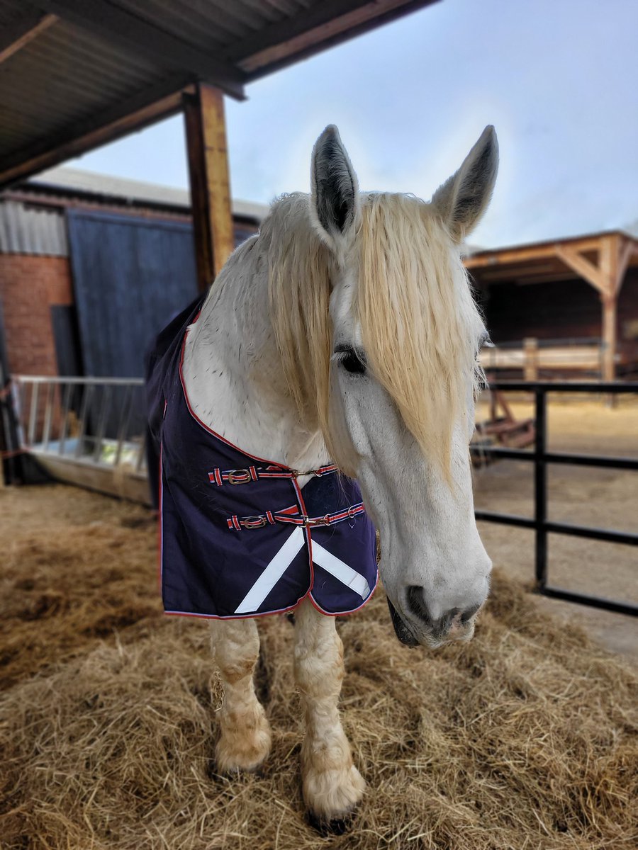 Big King in his new 7'6" enormo rug!