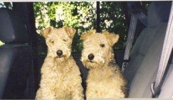 Here’s my dad’s old Lakeland Terriers ….. Skiddaw and Keswick ❤️