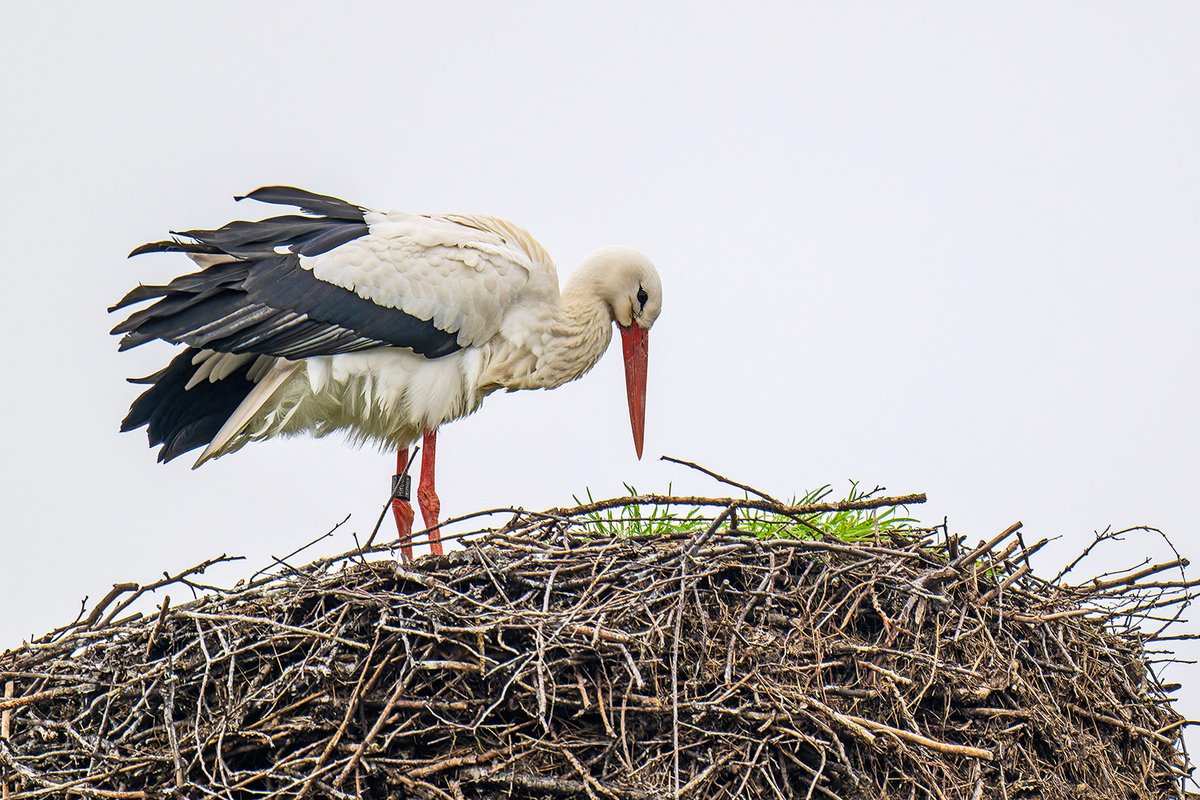 Früher als je zuvor traf der erste Storch auf dem Dach der NABU-Storchenschmiede in #Linum ein. Offensichtlich beeinflusst der #Klimawandel das Zugverhalten der Vögel. Die Storchenschmiede öffnet am 30.3. ihre Türen. @TspLeute @morgenpost @berlinerzeitung @BILD_Berlin @bzberlin