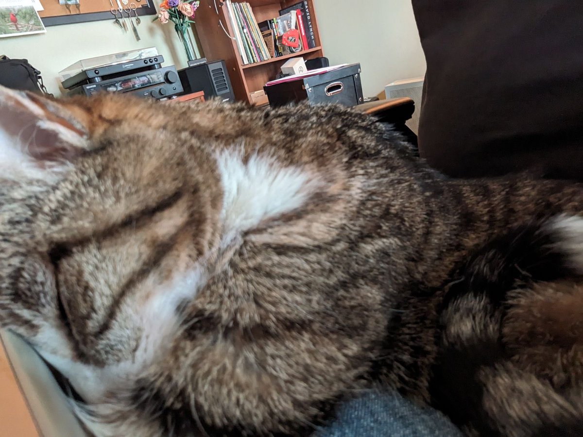 BooCatDaily's tweet photo. In today’s Daily Boo, I’m an old lady. I need my beauty sleep. #CatsOfTwitter #TinyTiger #AlmostEighteen https://t.co/3lMJKdRWyl