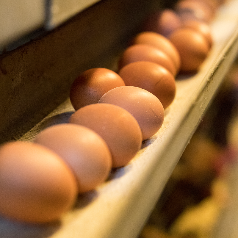animalhealthEU's tweet photo. We all care about the safety of our food! 🧀🍗🥩🍤🍳🥛
Our industry plays a vital role in ensuring that Europe’s farms and food producers produce safe food by keeping animals healthy.

Healthy animals help ensure #FoodSafety by protecting against food-borne diseases and zoonoses.