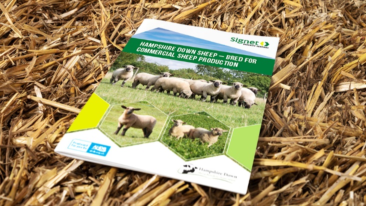 Take a look at the new brochure put together by Signet/AHDB which will tell you all you need to know about why you should be using a Hampshire Ram. ahdb.org.uk/knowledge-libr…