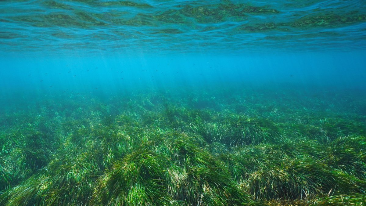 nevetal_TM's tweet photo. Our latest blog honours the ocean's vital green guardians, Seagrass; supporting life, biodiversity, and coastal balance, we ask you to join us in celebration of World Seagrass Day 2024! (March 1st) 🌊🌱
https://t.co/pZ2Q3Uf068
#Environment #WorldSeagrassDay #theICEway https://t.co/tCPubct07Z