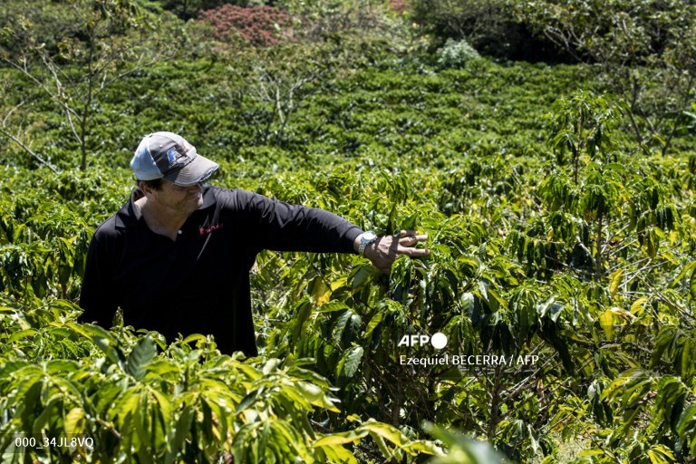 Costa Rica coffee farmers innovate as rainfall plummets 📸<a href="/ezebecerrafoto/">Ezequiel Becerra Tomas</a> #AFP