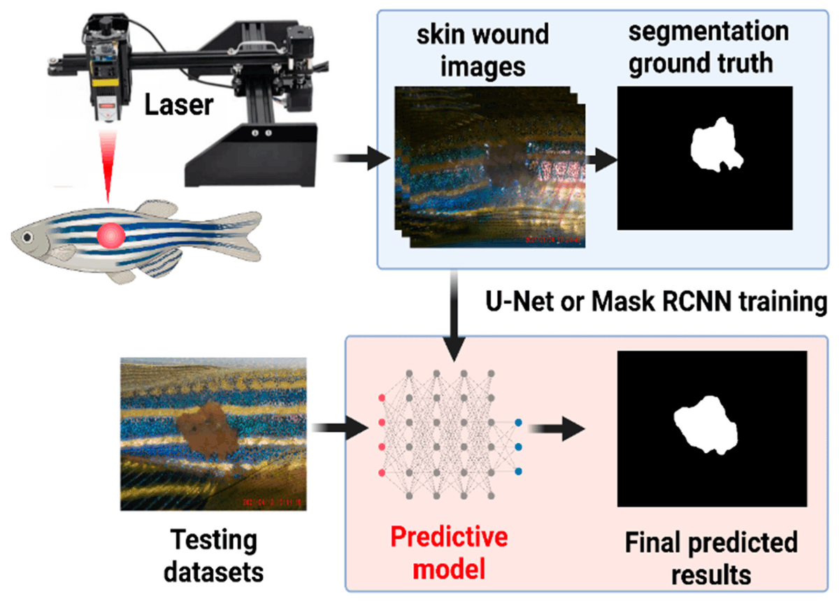 Optimization of Laser-Based Method to Conduct Skin Ablation in Zebrafish and Development of Deep Learning-Based Method for Skin Wound-Size Measurement #zebrafish #woundhealing #deeplearning <a href="/inventions_MDPI/">Inventions</a> 
mdpi.com/2411-5134/9/2/…