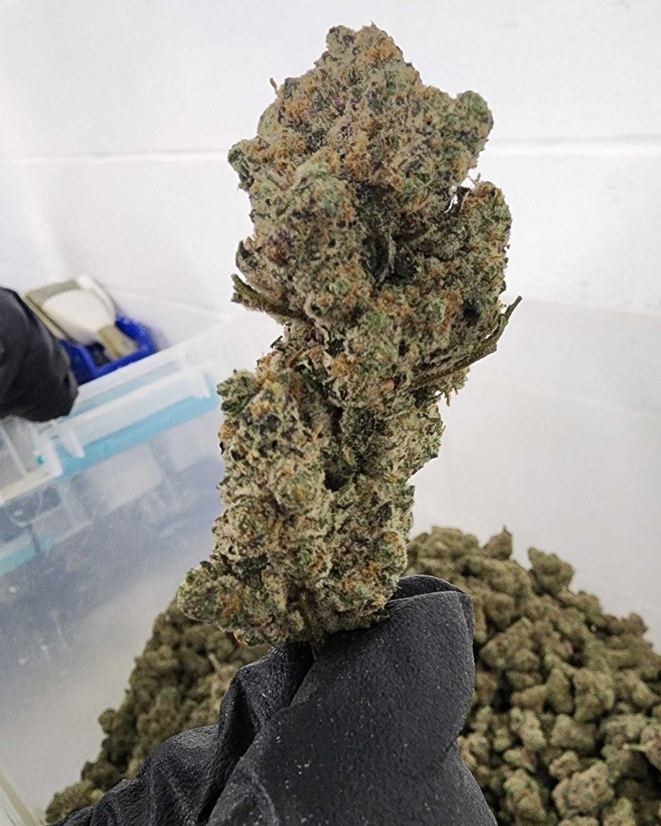 Take a look at this delicious slice of Grapple Cake 📷 before it goes into one of our pre-rolls. Have you tried this tasty strain?

*
Medical  decisions should not be made based on advertising. Consult a physician  on the risks and benefits of particular MMJ products.