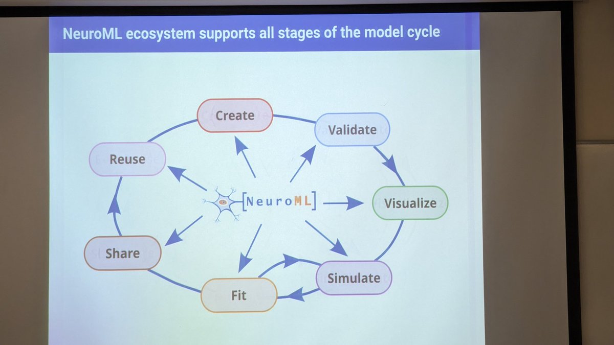 liontarakos's tweet image. #neuroml #presentation #neuroscience #brain #research
