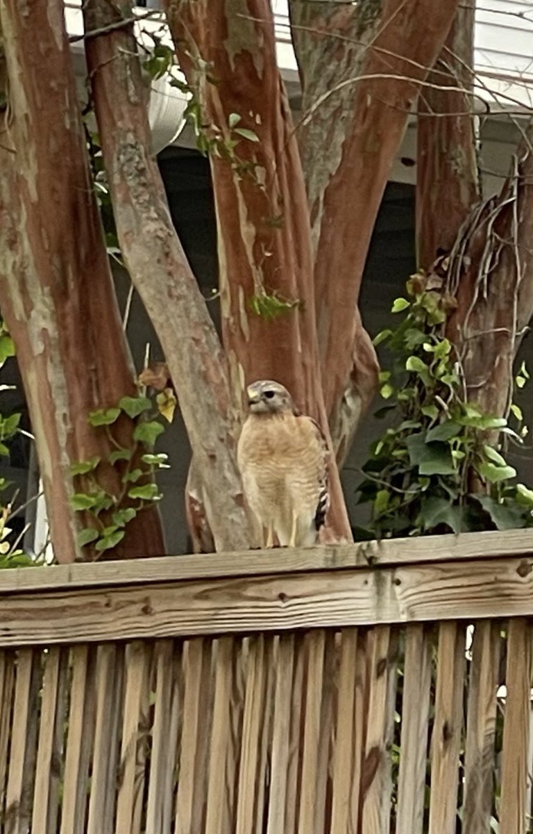 I’m always delighted to see birds thriving in downtown Tallahassee. This pair of red shouldered hawks this morning was such a treat!
