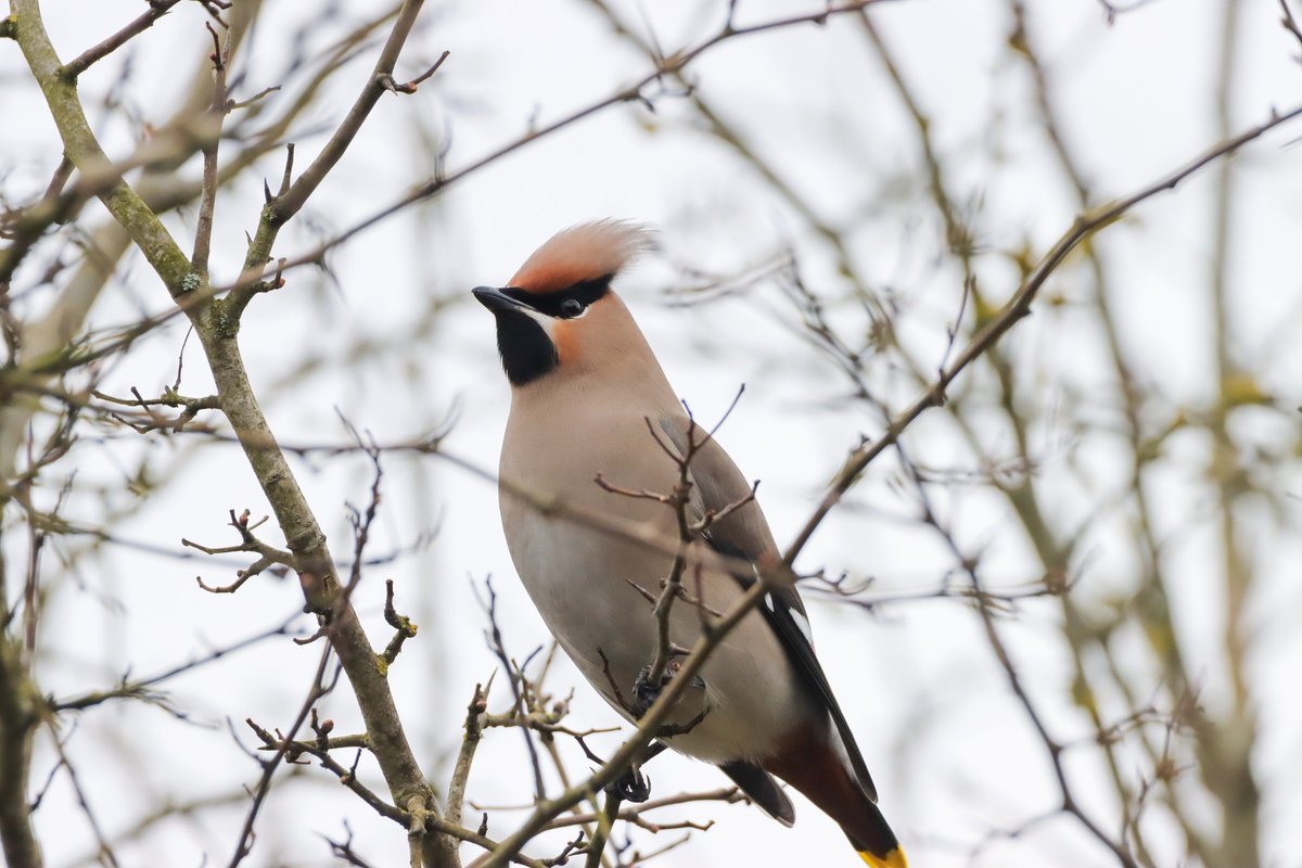 Brilliant views of the 2 waxwing in Romsey this afternoon