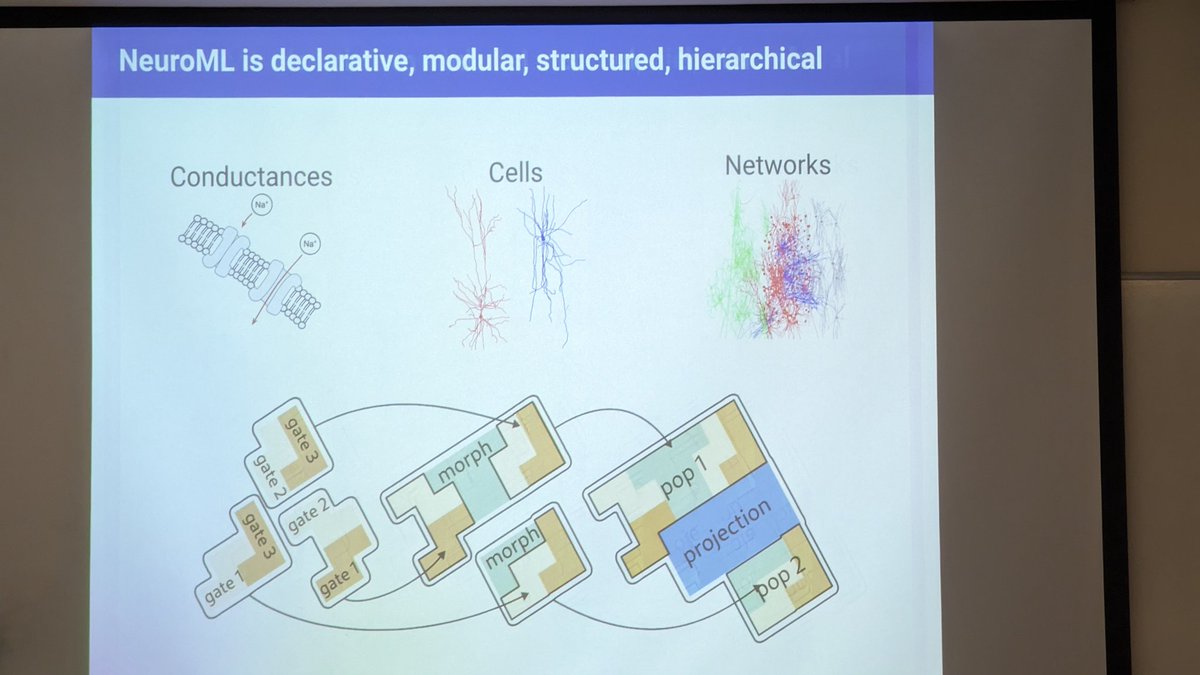 liontarakos's tweet image. #neuroml #presentation #neuroscience #brain #research