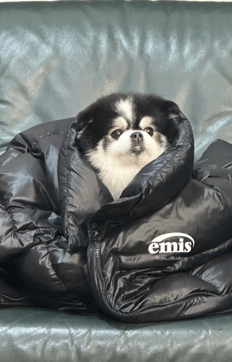 오늘도 츄 너무 귀엽구만 ?🐶🖤🤍