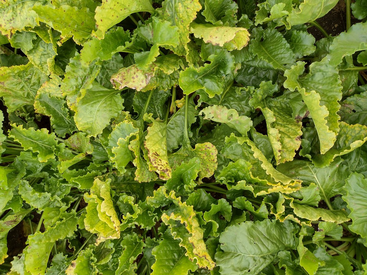 👉 En 2024, les modèles prédisent une arrivée précoce des pucerons 
🌱 RDV sur itbfr.org pour découvrir la fiche dédiée à la gestion prophylactique de la jaunisse : gestion des cordons de déterrage, repousses...
#PNRI #jaunisse