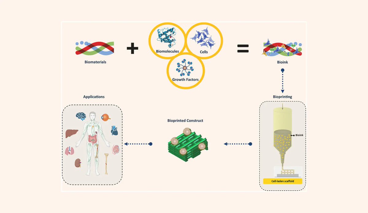 sciencefeatured's tweet image. Breaking Barriers in Healthcare with Bioink-Based Tissue Regeneration - sciencefeatured.com/2024/02/28/bre… #Bioprinting #RegenerativeMedicine #Bioinks #TissueEngineering #3DPrinting #sciencefeatured #sciencenews