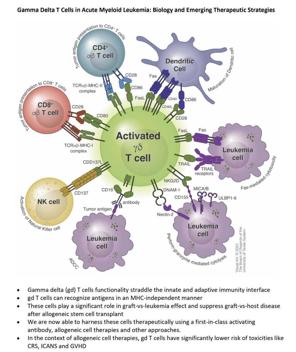 Journal for ImmunoTherapy of Cancer (@jitcancer) on Twitter photo New #JITC review: Gamma delta T cells in acute myeloid leukemia: biology and emerging therapeutic strategies bit.ly/3Tda5LW <a href="/GBorthakur/">Gautam Borthakur</a> New #JITC review: Gamma delta T cells in acute myeloid leukemia: biology and emerging therapeutic strategies bit.ly/3Tda5LW <a href="/GBorthakur/">Gautam Borthakur</a>