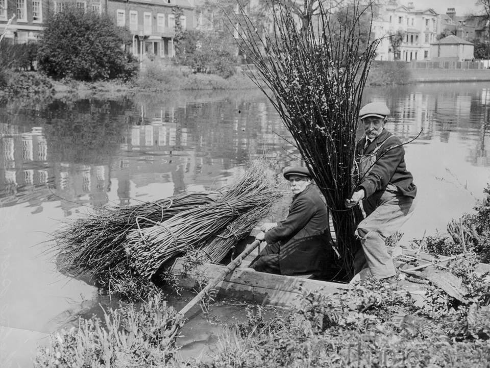 A photograph from 1925, if John Davidson and Tommy Odell, among the last of the osier cutters. Harvesting willow withies from which to make baskets was one of Chiswick's oldest industries, dating from the time when the area became a centre of market gardening in the 16th century.