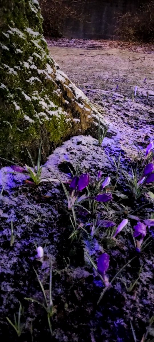 howyougo's tweet photo. Tuesdays wintery mix! 
#bcsnow #wintermix #February #bcstormwatch #Vancouver #grumpyoldmanwinter  #winter #shareyourweather https://t.co/XFvhM2DThK