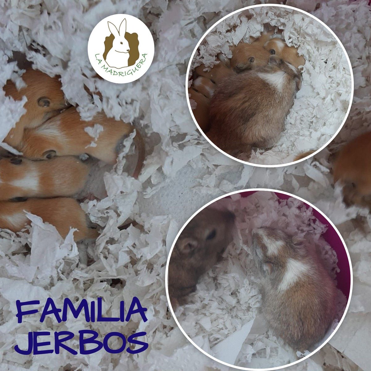 Madrigueraweb's tweet photo. Los padres de esta familia de jerbos fueron abandonados en la calle y hace unos días tuvieron nada menos que 7 bebés, que ahora están a punto de abrir los ojos.
NECESITAMOS CASAS DE ACOGIDA, y por supuesto, adoptantes. https://t.co/1oESnt4nlb
#adoptanocompres #jerbo https://t.co/TS7WJ8eyS8