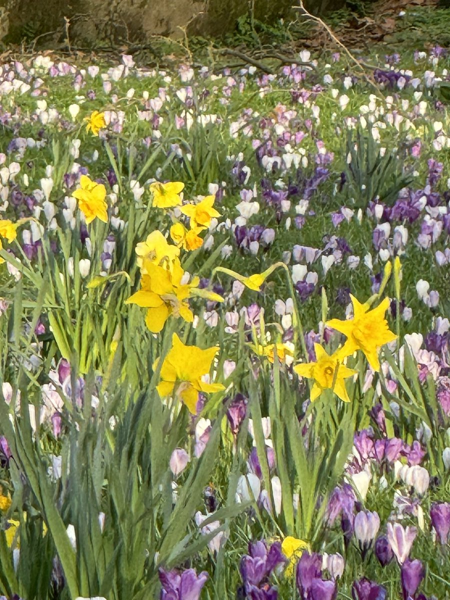 WalkThroughLenz's tweet photo. 🇬🇧 East London Walk: Island Garden to Mudchute Park and Farm walking tour 2024 4K
https://t.co/oZeqVRPu5A https://t.co/f9qht7P0Ho