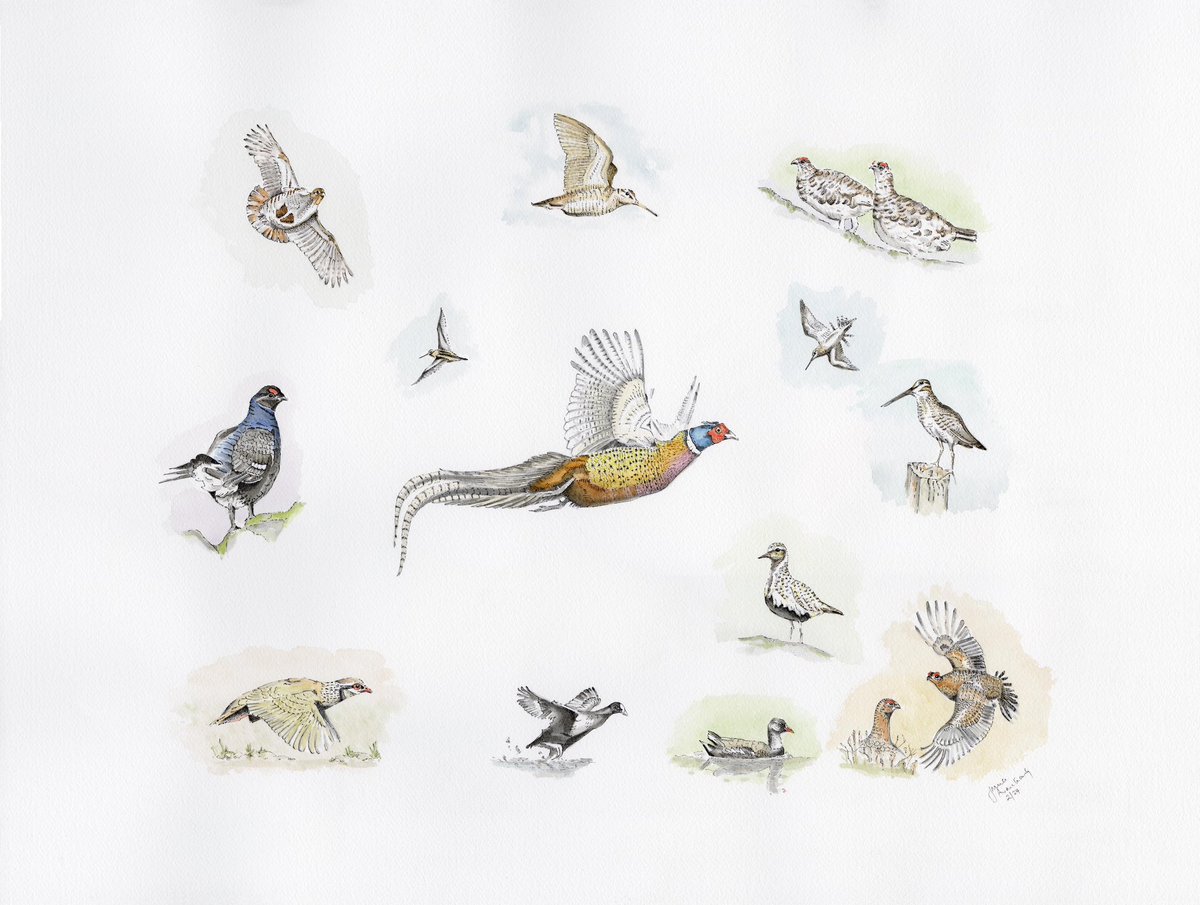 JRFArmstrong's tweet photo. Latest #illustration complete! #Gamebirds Original &amp; prints available on 300gm art paper 46cm x 61cm
Please SHARE &amp; DM if interested @BASCnews 
#penandink #watercolour #art 
#woodcock #redgrouse #goldenplover  #greypartridge #redleggedpartridge #pheasant #game #gameshooting https://t.co/im1DM5TOYW