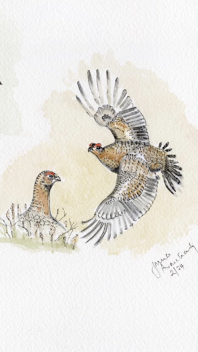 JRFArmstrong's tweet photo. Latest #illustration complete! #Gamebirds Original &amp; prints available on 300gm art paper 46cm x 61cm
Please SHARE &amp; DM if interested @BASCnews 
#penandink #watercolour #art 
#woodcock #redgrouse #goldenplover  #greypartridge #redleggedpartridge #pheasant #game #gameshooting https://t.co/im1DM5TOYW