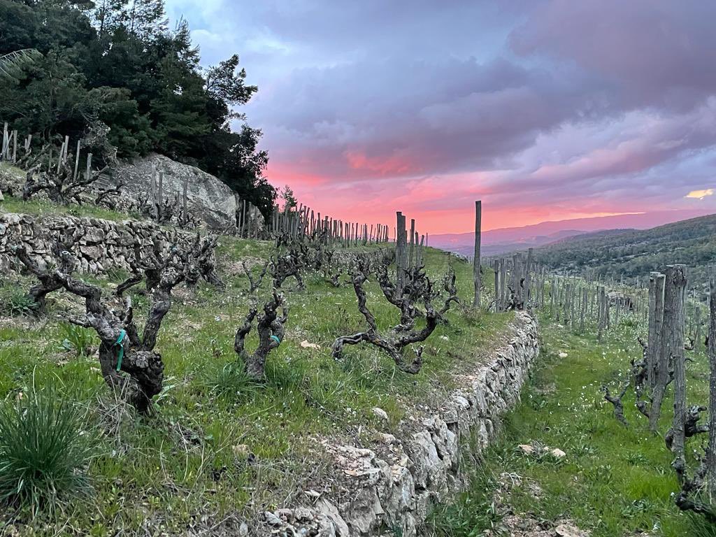VinyesDomenech's tweet photo. Finca #TEIXAR prové del nom d´un paratge de la Serra de Llaberia, conegut com #FontdelTeixar.
Parcel·les de 3 ha, ubicades en un espai natural protegit de gran bellesa i valor ecològic, a 400 m d’altitud, envoltades de muntanyes, boscos de pins, alzines i sotabosc mediterrani. https://t.co/C4YR9nASSU