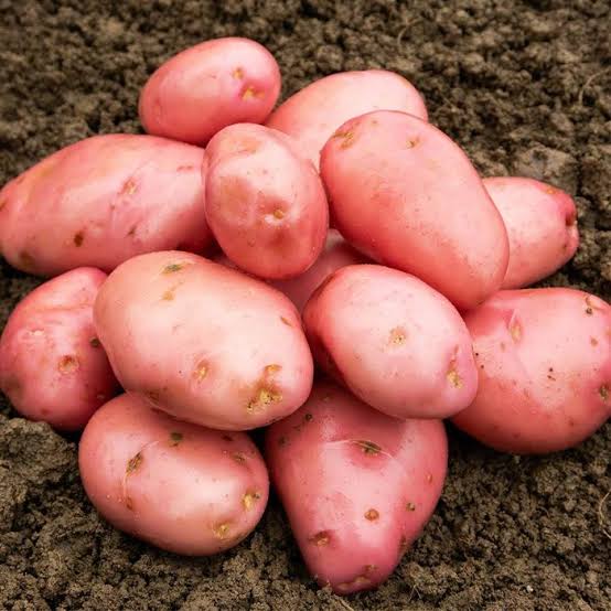 ArtiTweets's tweet photo. In a patch of earth, spuds grinned with glee,
Taters tumbled, a sight to see.
#Potato pals, in a jolly huddle,
#Gruntled by mischief, no need to muddle!
#MyDarkScribbles🖊
#vsspoem
#vsshumour
#poetry https://t.co/lDlhd3vE8S