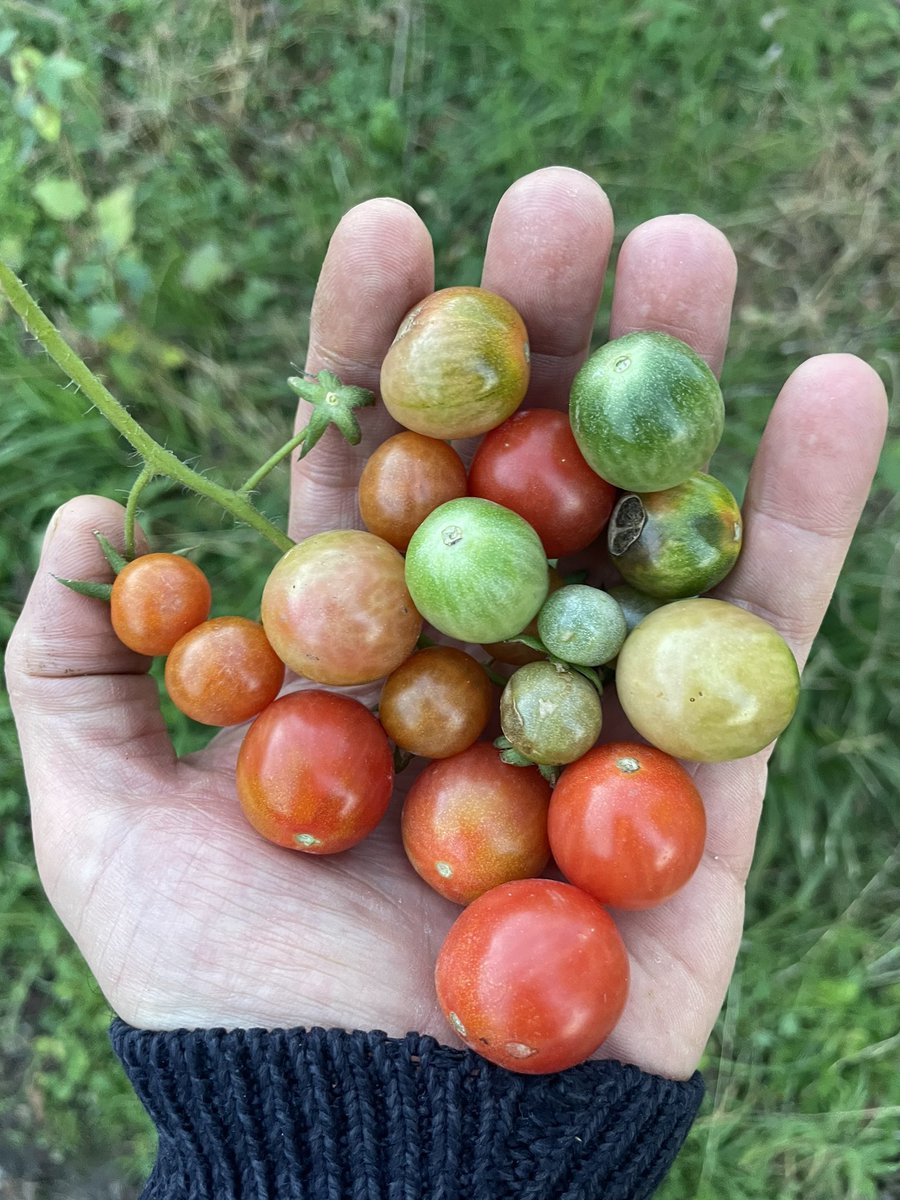 Seven sevdiğine ata tohumlarından bahsetsin