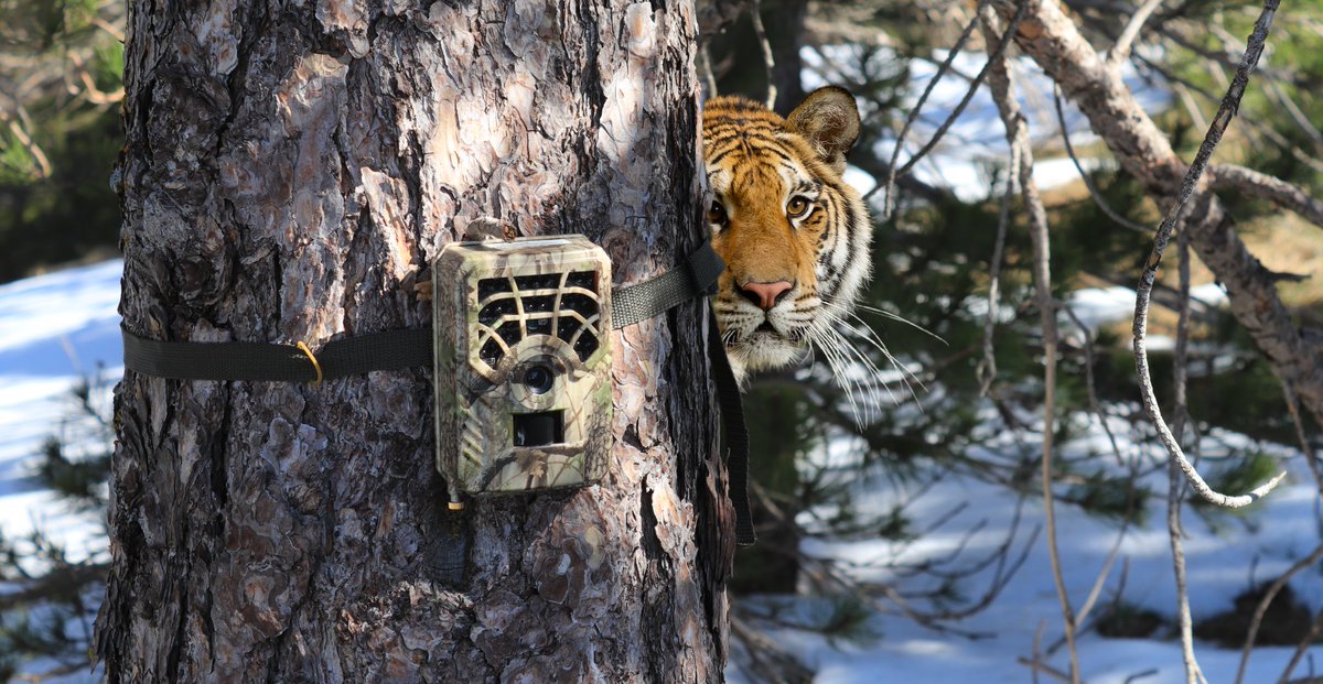 🌍Learn how networked sensors are revolutionising wildlife monitoring in our latest blog. From #CameraTraps to #AcousticMonitoring, technology is helping ensure a future for big cats! > conservewildcats.org/2024/03/01/net…🐆🔊 
#WWD2024 #ConnectingPeopleAndPlanet #TechForWildlife