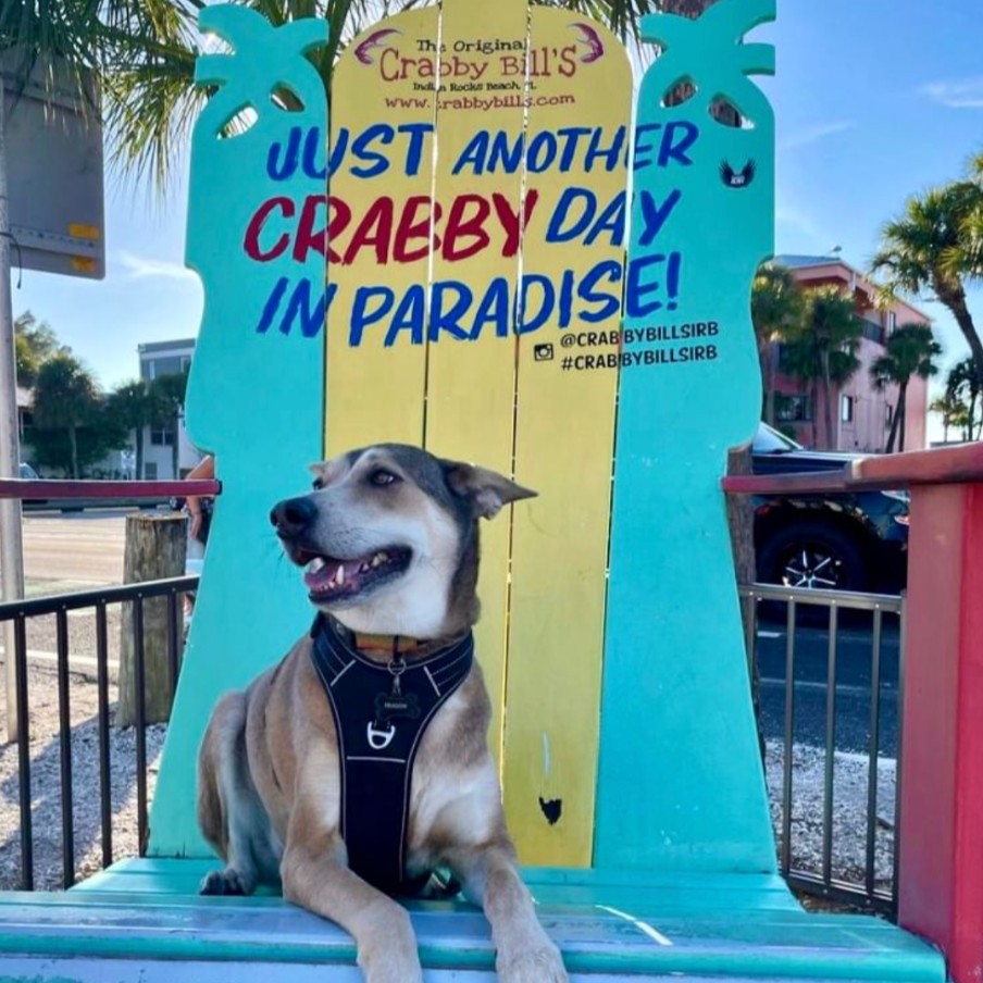 Just another crabby day in #TampaBay. JK, it’s always paradise here. 🌴☀️

Crabby Bill’s offers live music & fresh seafood. Indulge in Kelvin Slush classics like the #PiñaColada & Rum Runner. Dive into a fresh seafood & cocktail paradise at Crabbybills.com.

#tampabar