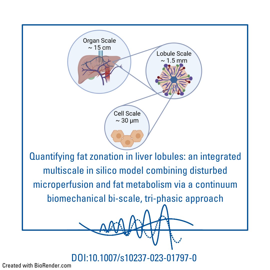 🚨 Publication Alert! 🚨 Our latest interdisciplinary collaboration has led to an exciting paper. Our tri-phasic, bi-scale approach offers understanding of zonated fat accumulation, paving the way for deeper insights into liver health. Explore it here: doi.org/10.1007/s10237…