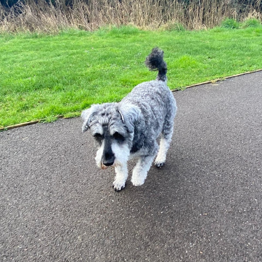 If you find a stray dog make sure to report it to our contractor SDK Environmental Ltd. on 03444 828320 🐾 They'll make sure they're well looked after until reunited with their owners or being rehomed. Find out more information by visiting guildford.gov.uk/lostorstraydogs