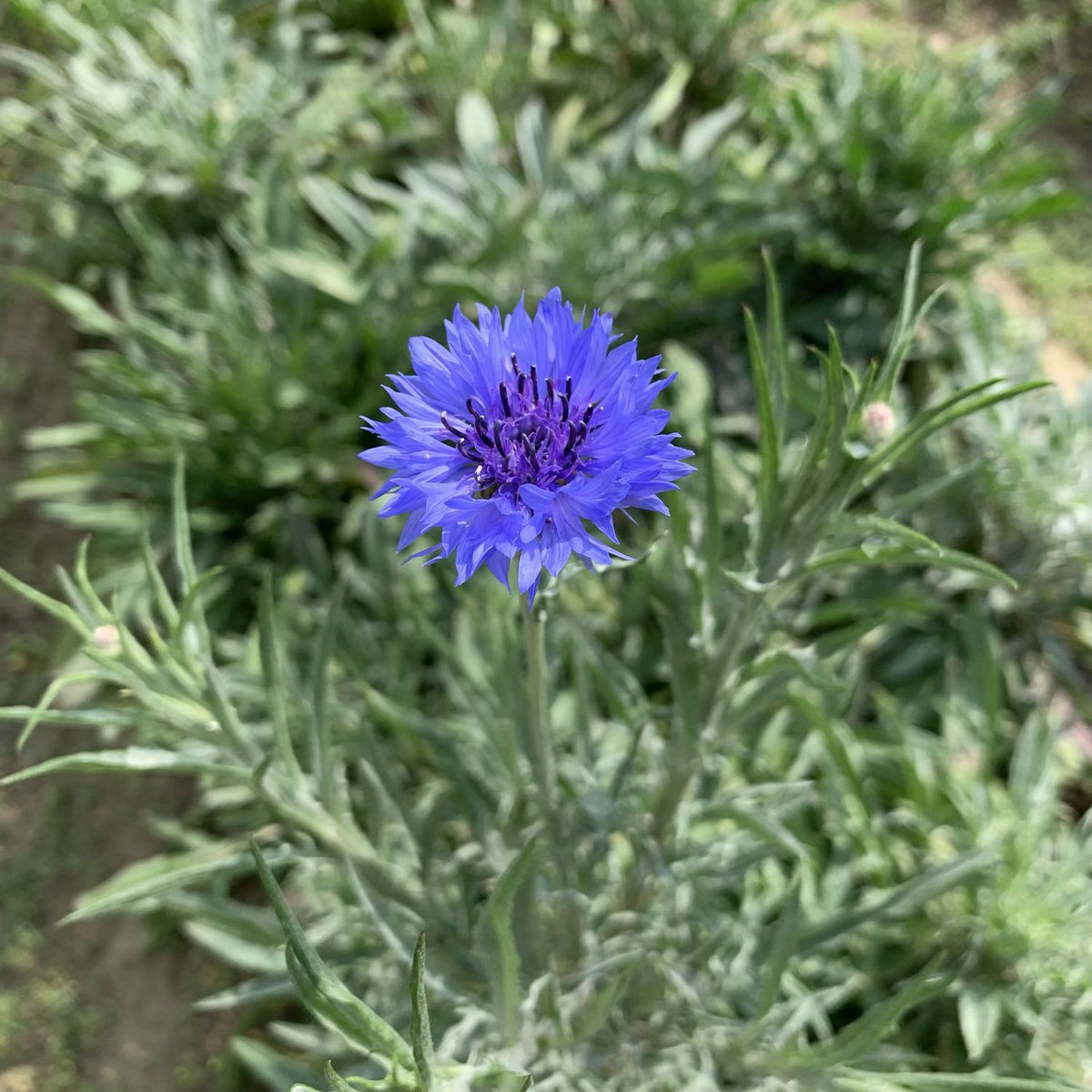 BrightBirdBio's tweet image. 藍

有兩種藍色花是我最喜愛的，有一種是帶着温柔的藍色的菊苣 (chicory)，而另一種就是這種尊貴的藍色的矢車菊 (cornflower)。

矢車菊和德國有很大的關係，很多皇室也愛這花，而這種藍色通常會叫作普魯士藍 (Prussian blue)，因為以前普魯士軍隊的制服就是用這種藍色。

…

brightbirdbio.com/?p=3413