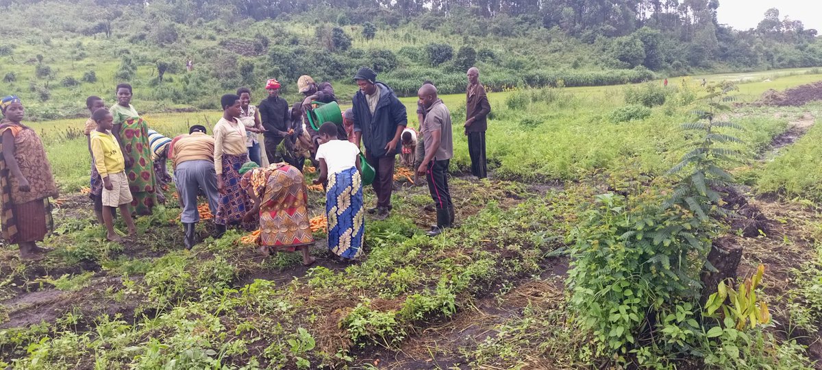 #Burundi "La récolte ns permettra de faire face à la malnutrition"  explique un des membres de la coopérative FJD <a href="/CankuzoProvince/">Province Cankuzo</a> commune #Cankuzo bénéficiaires de l'appui du Projet <a href="/ProTurikumwe/">PRODECI-TURIKUMWE</a> 
<a href="/MininterInfosBi/">MininterInfosBi</a> <a href="/WorldBank/">WorldBank</a> <a href="/DanyGakunzi/">Ange Dany GAKUNZI</a> <a href="/RTNBurundi/">RTNB</a> <a href="/RT_Isanganiro/">Isanganiro</a> <a href="/BM_Afrique/">Banque mondiale AFR</a>