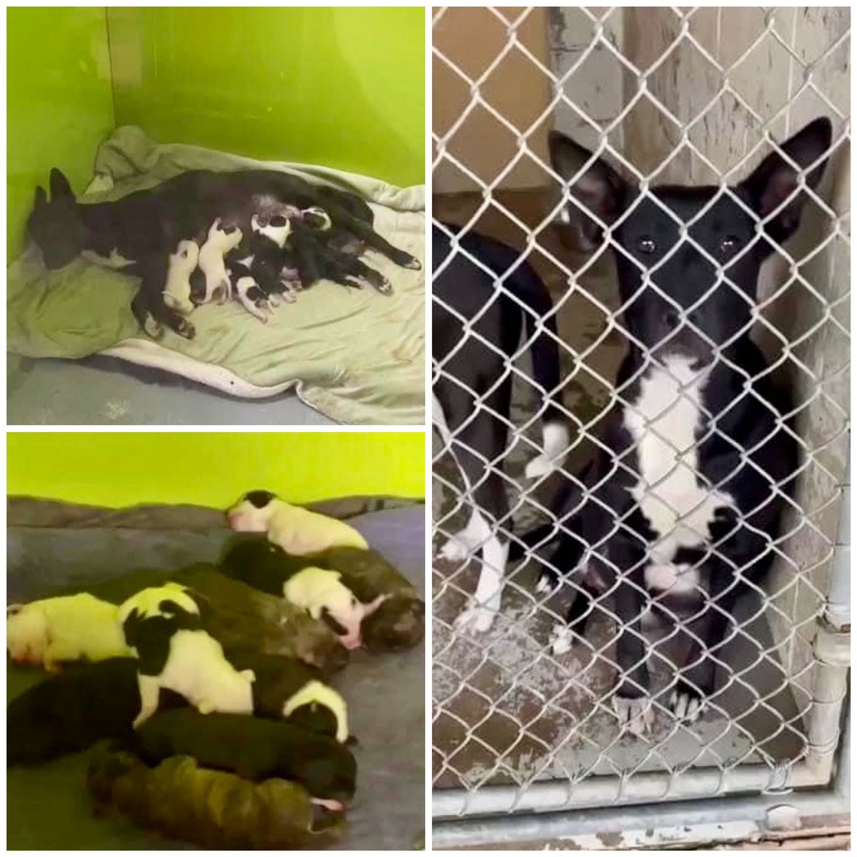 🆘URGENT #Louisiana This 2 y/o mommy dog & 11 pups are in desperate need of a foster/rescue They will be killed if no one is found - shelter is killing for space😞 CADDO PARISH ANIMAL SERVICES 1500 Monty St. Shreveport, Louisiana ☎️318-226-6624 #dogsoftwitter #LA #Dallas