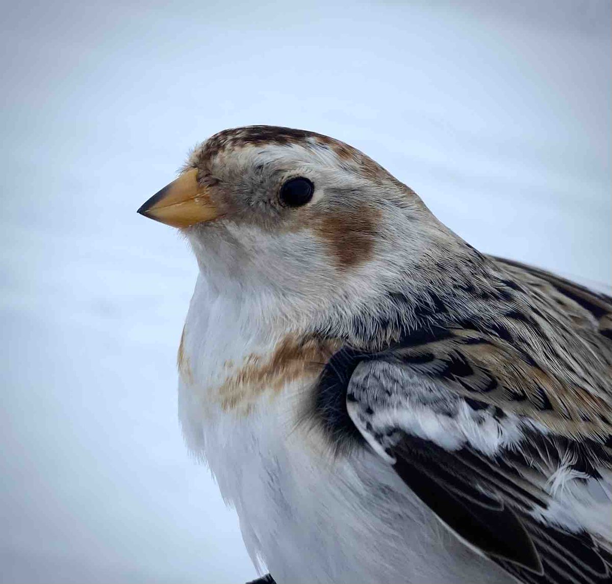 Have you ever seen a Snow Bunting up close?This winter, we attempted to pilot a snow bunting project to contribute to monitoring this declining species. You can read more about it in our next newsletter! 
.
#snowbunting #winterbanding #birdbanding #birdresearch #peptbo