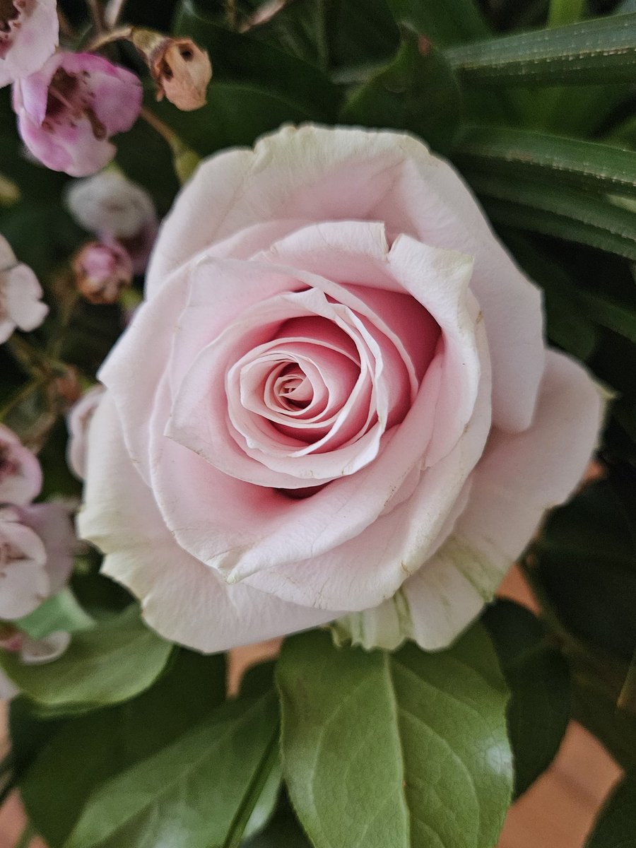 AnitaPeeters's tweet photo. #AlphabetChallenge #weekF flower π https://t.co/HNhyBUAeKL
