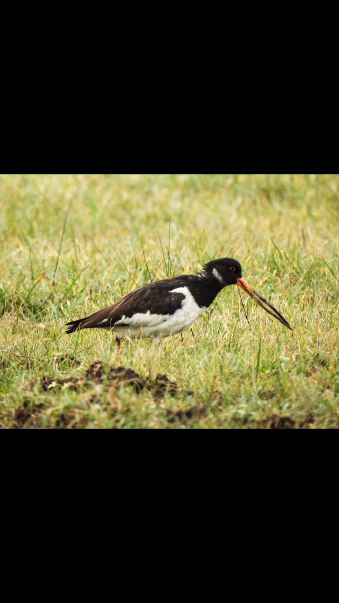 A friend sent me this photo, Oystercatcher with a bill almost twice normal length.