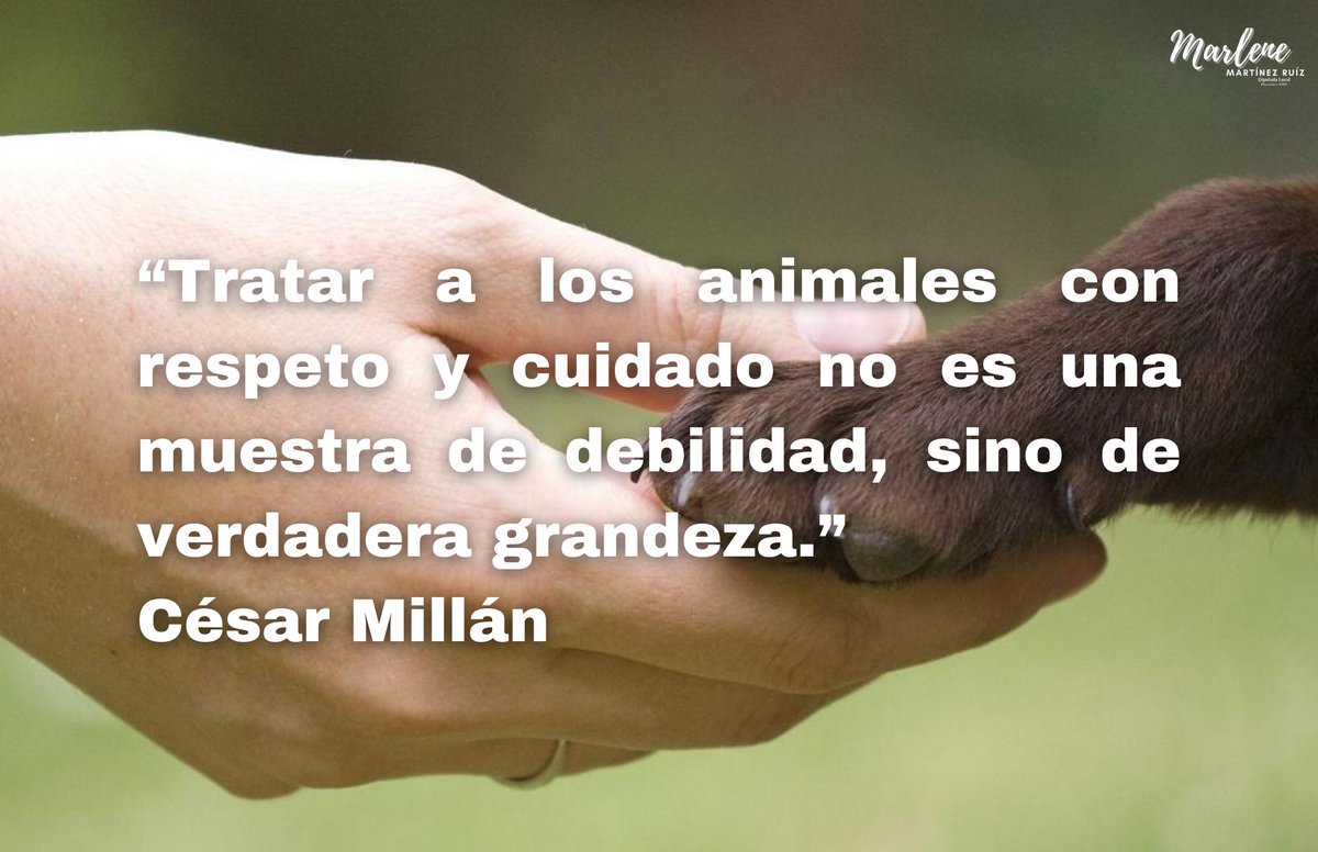 ¡Buenos días! Recordemos que el respeto hacia los animales es esencial. Ellos también merecen amor y cuidado. Que hoy y siempre tratemos a nuestros amigos animales con gentileza y consideración. 
¡Que tengan un día maravilloso! 🐾 
#RespetoAnimal #BuenosDías