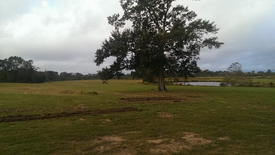 GreatMSTea's tweet image. 💥FLASHBACK WEEK 💥We are strolling down memory lane this week. The left photo is Oct of 2014 - The large Oak sits with bare cow pasture land below it for the last time. The right photo is February 27, 2024. What a difference 10 years make!
#FlashbackWeek #TeaFarm #USA